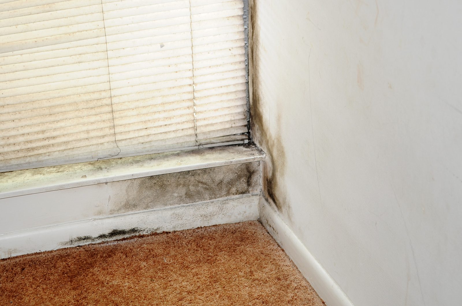 Black mold along a window sill, baseboard and carpet corner
